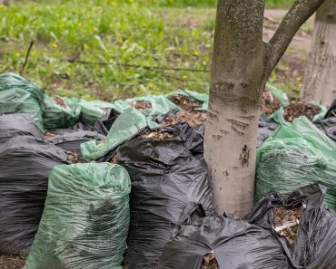 How to Get Rid of a Large Amount of Green Waste After a Garden Clean-Up