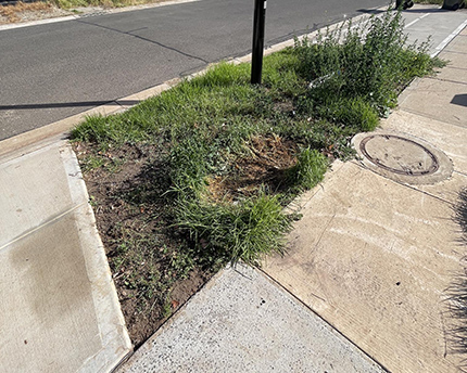 After Green Waste Removal 