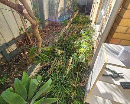 Before Green Waste Removal